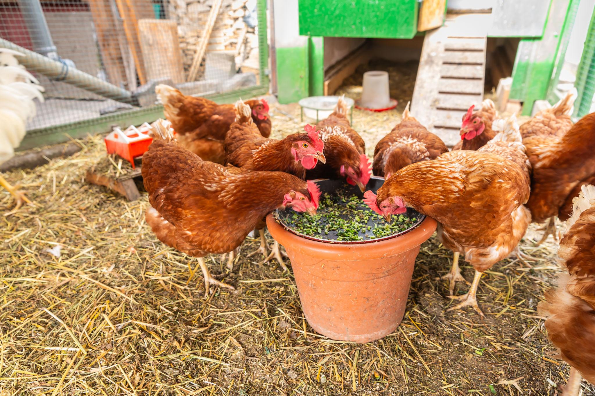 Morocco poultry feed costs still matter farmers chicks input risk financial stress cycle