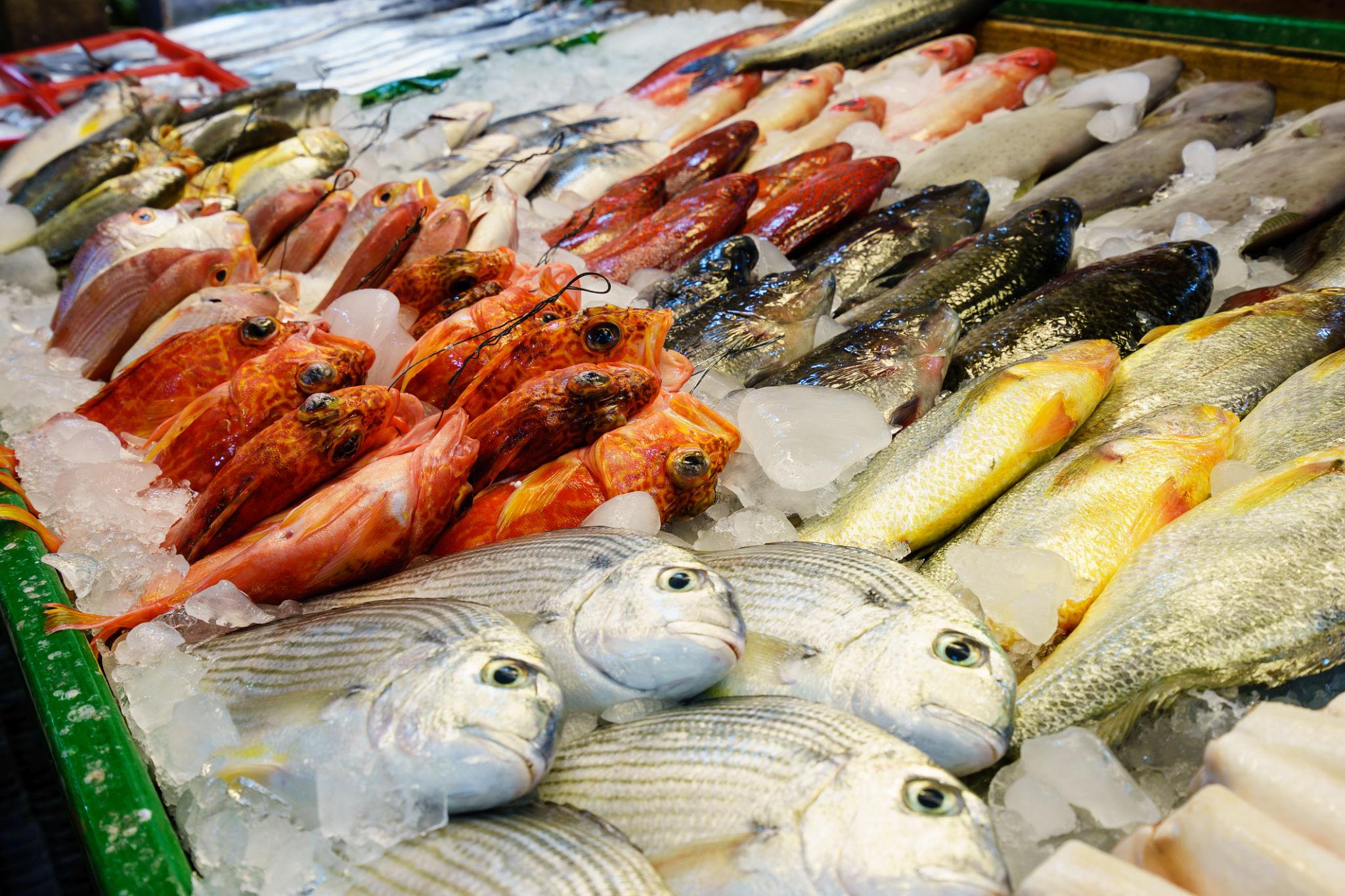 Fish requiring special cold-chain handling during Morocco's summer heatwave