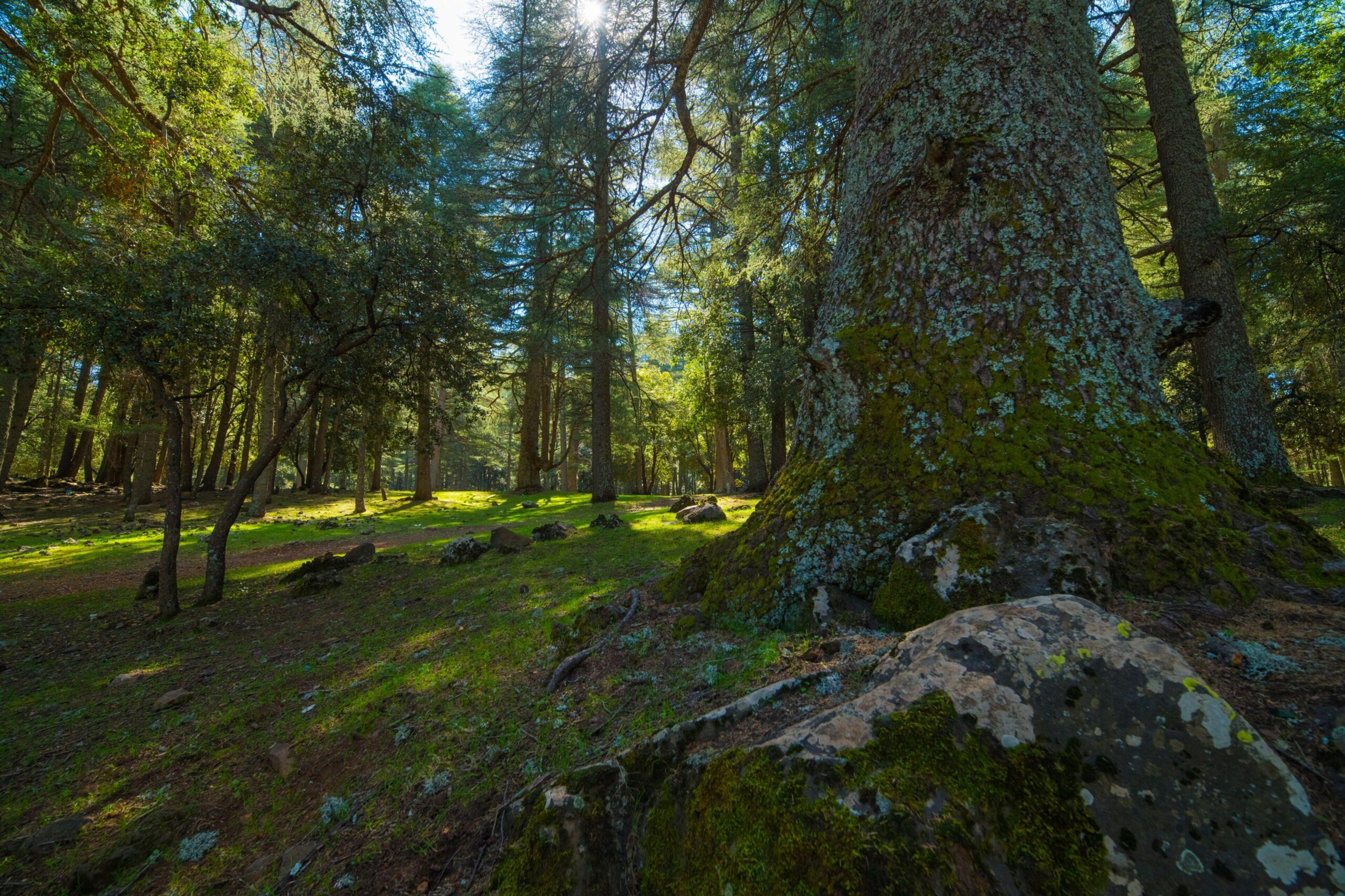 Ifrane's cool mountain image making it a popular heatwave weekend escape