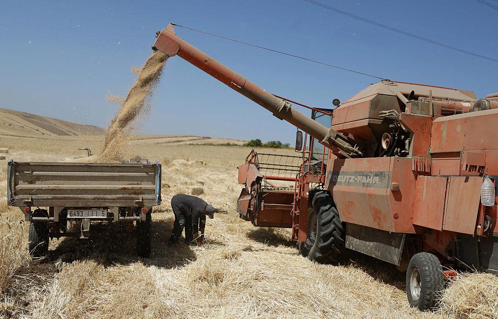 Morocco's improved 2026 wheat harvest offering relief from global grain supply pressure
