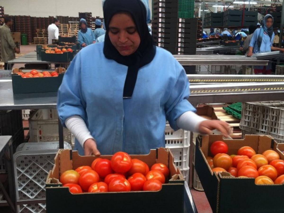 Morocco packhouse compliance centre labels batch numbers export records EU standards sorted graded
