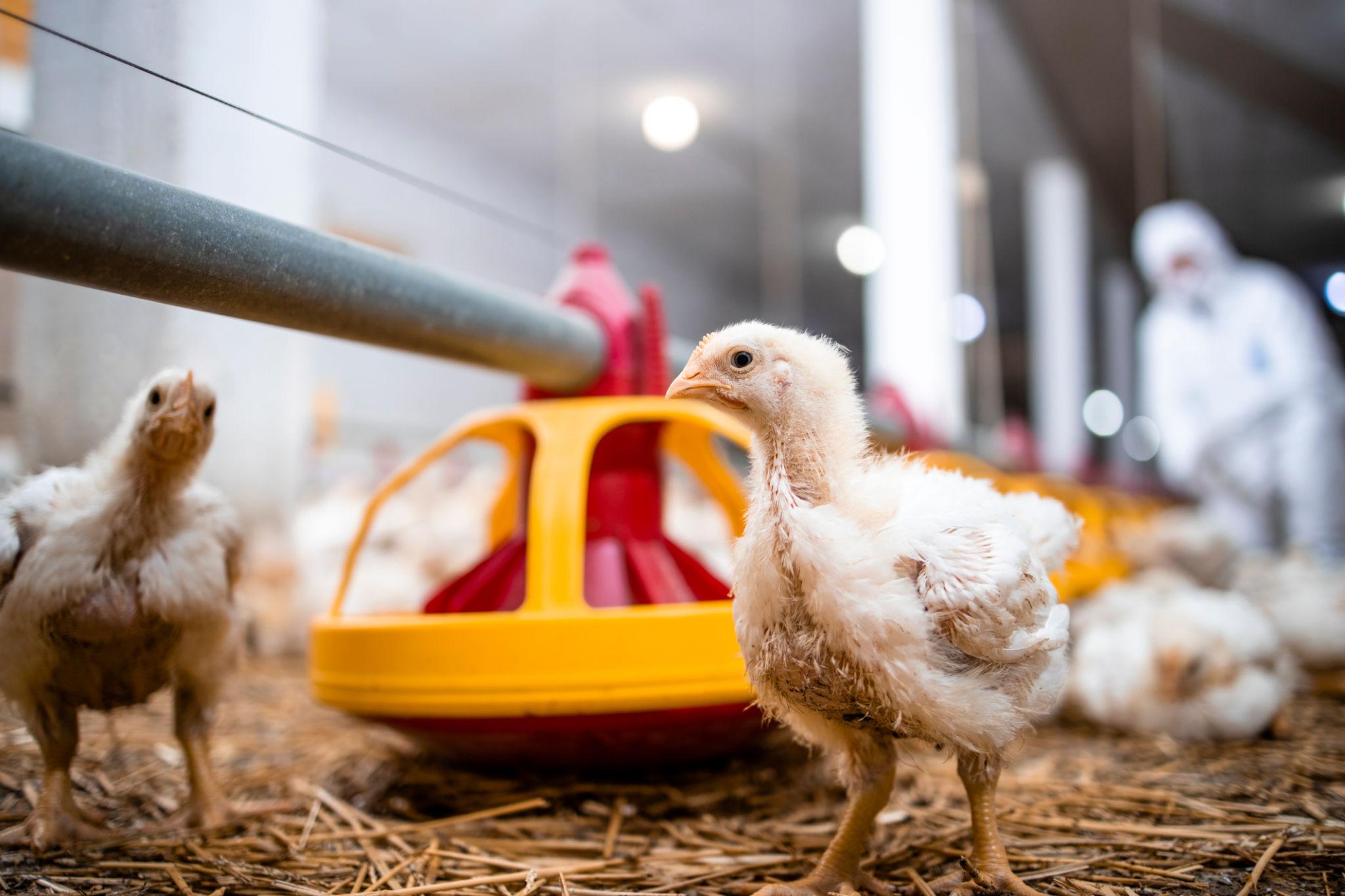 Morocco chicken prices fallen sharply farm level 7 dirhams 15 17 production cost poultry crisis