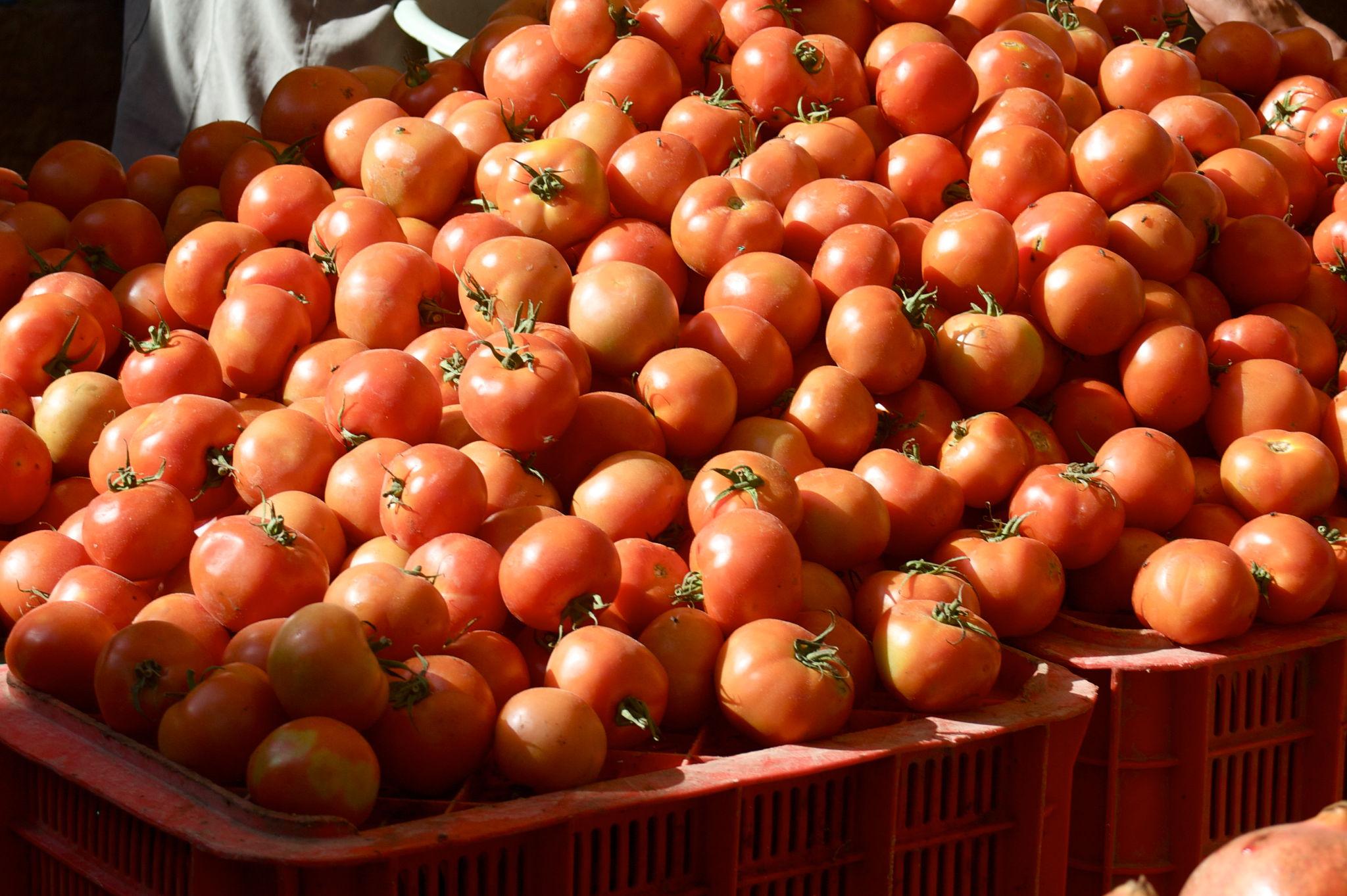 Tomatoes Morocco market watched closely everyday cooking salads tagines family meals price sensitivity
