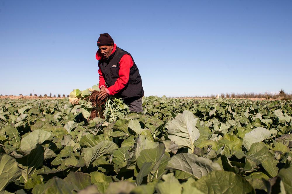 Morocco produce prices falling seasonal supply glut tomatoes peppers onions market 2026 shoppers
