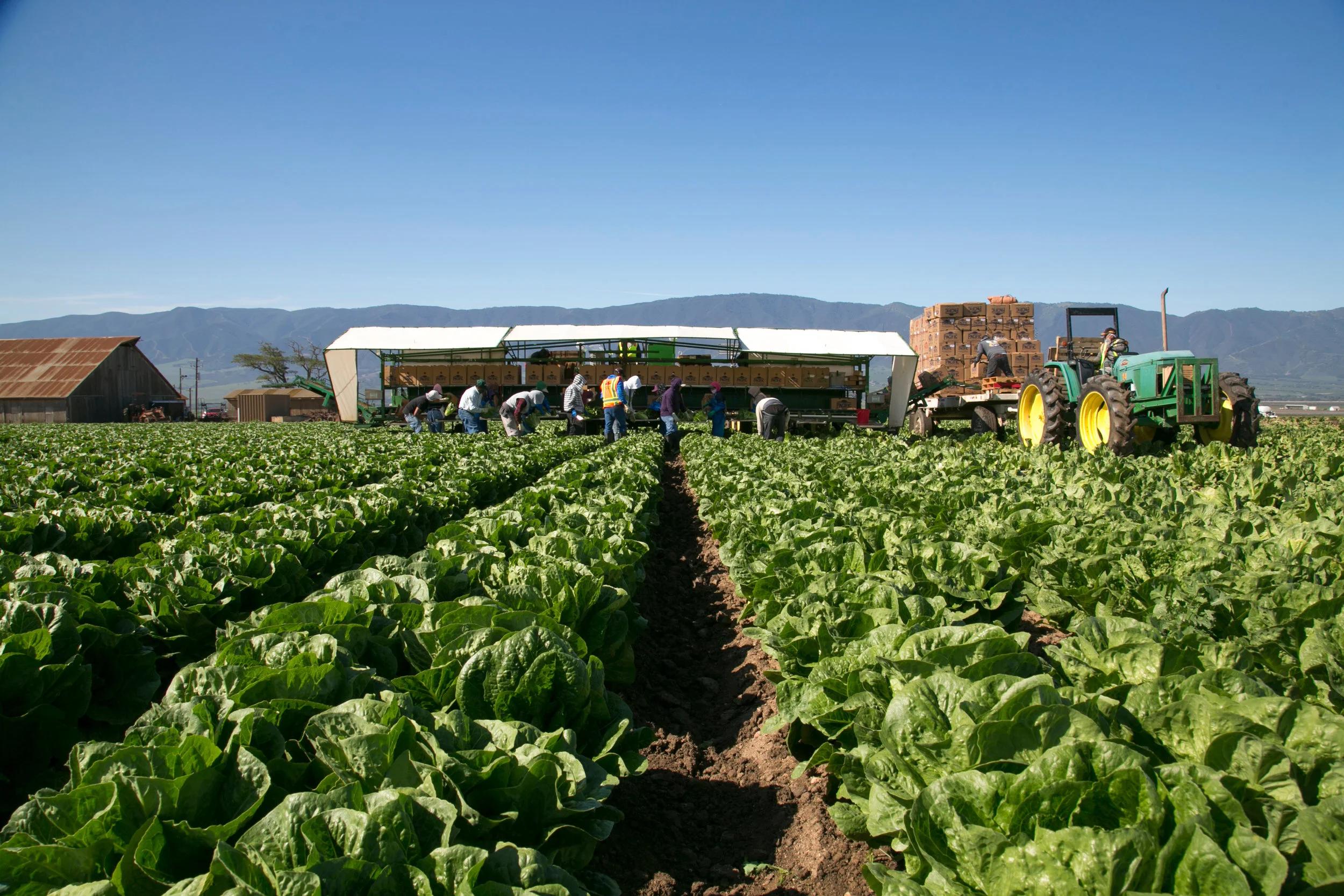 Fresh lettuce and vegetables showing the supply-chain risks faced by modern fast-food restaurants