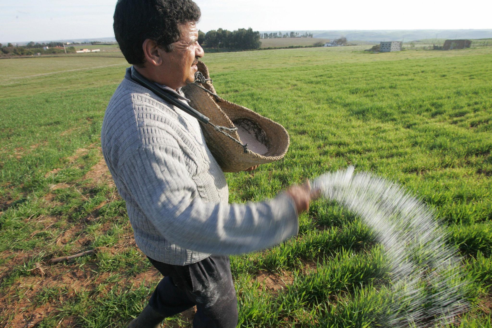 Moroccan phosphate connects farms and food prices across the United States, Africa, Europe and Asia