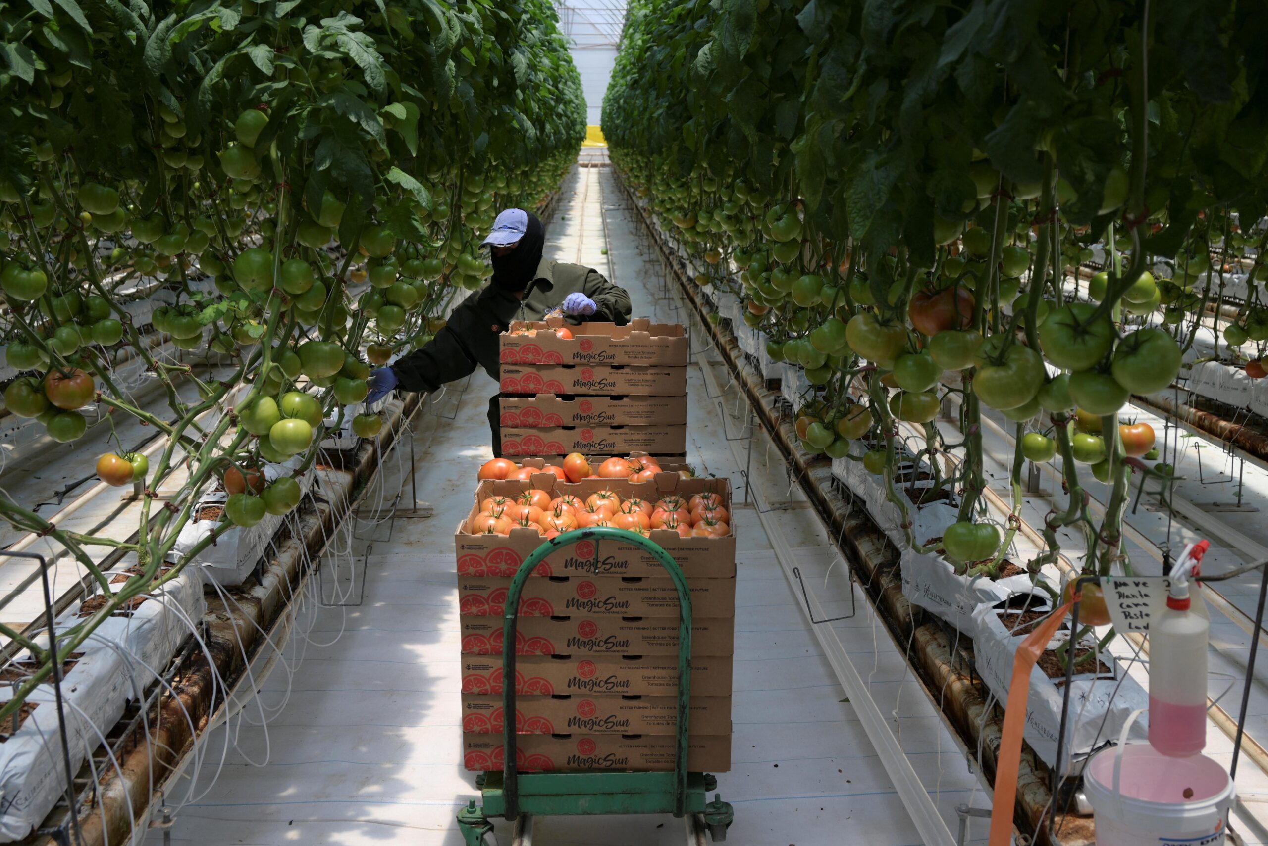Morocco’s greenhouse agriculture creating export strength while concentrating water and climate risk