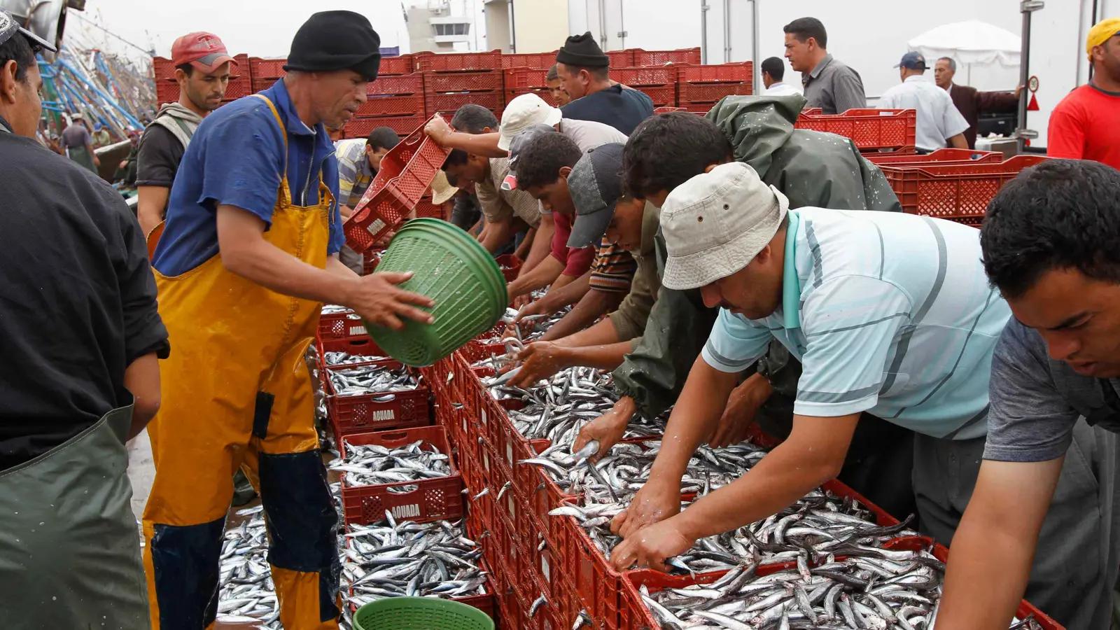 Morocco’s sardine canning and processing industry facing export restrictions and supply pressure