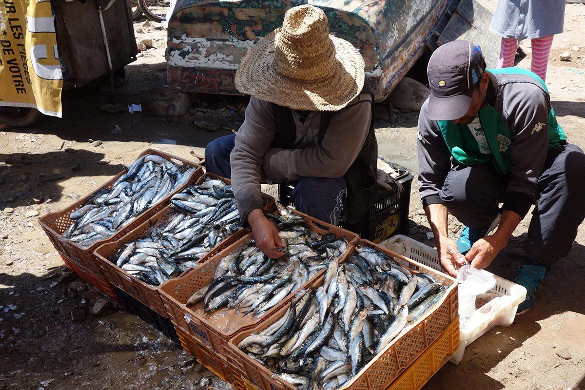 Sardines remaining an affordable and culturally important source of protein for Moroccan households