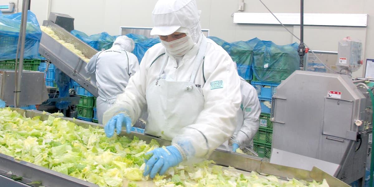 The lettuce supply chain connecting farms, processors, distributors and Taco Bell restaurants