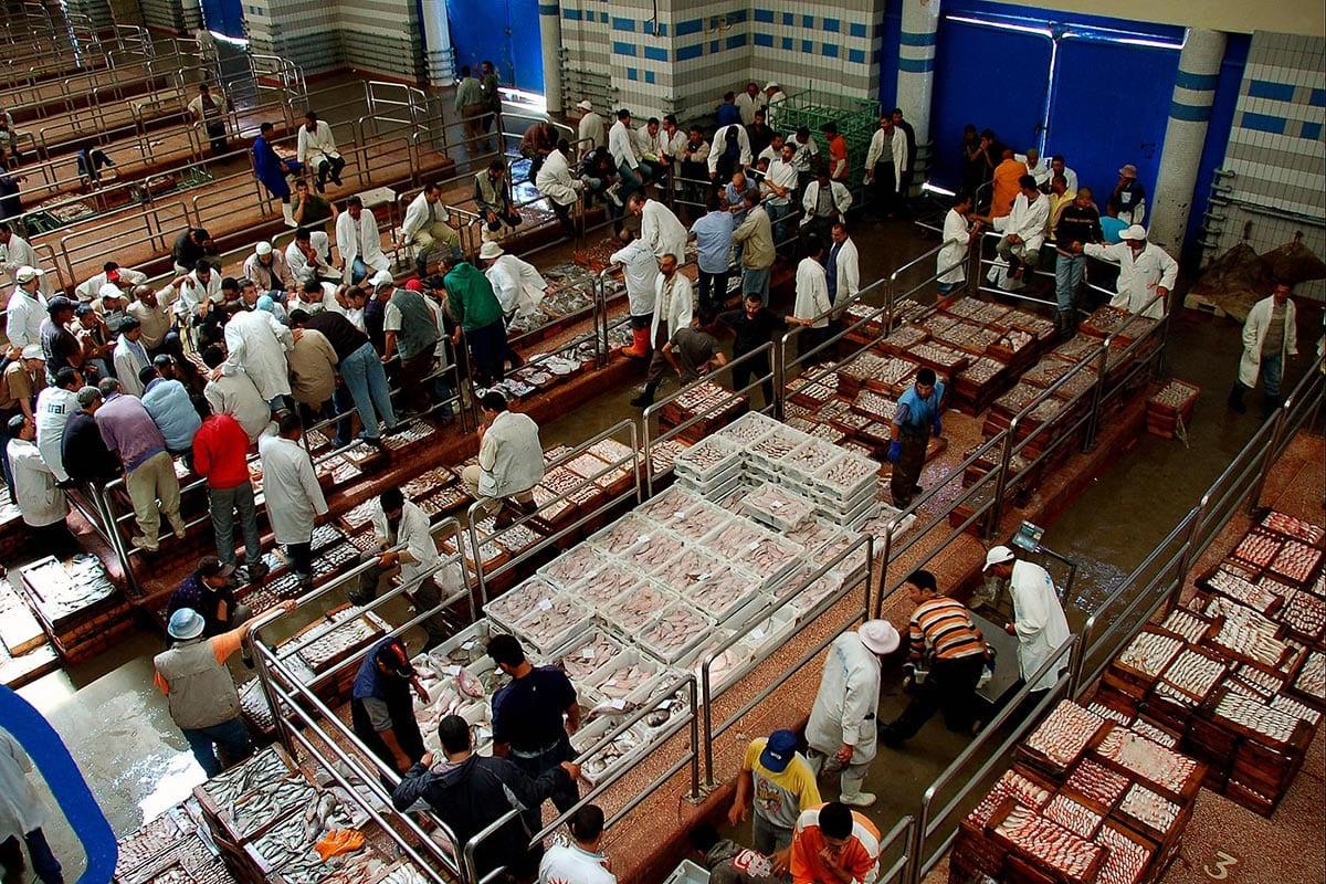 Wholesale sardine prices revealing the gap between port supply and consumer prices