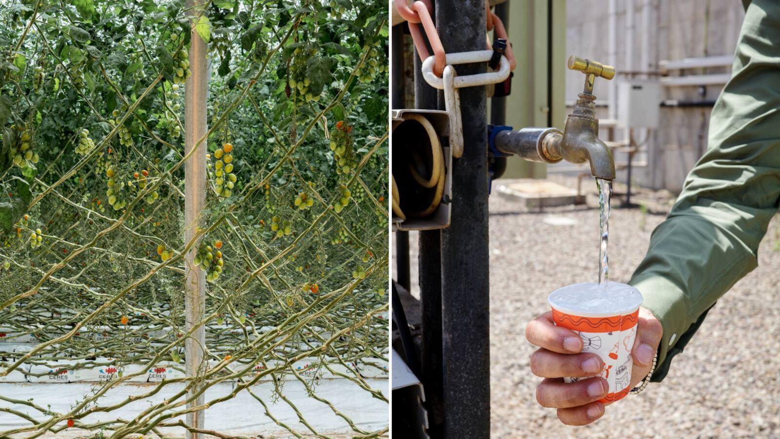 Water embedded in Moroccan tomato and fresh-produce exports to European supermarkets