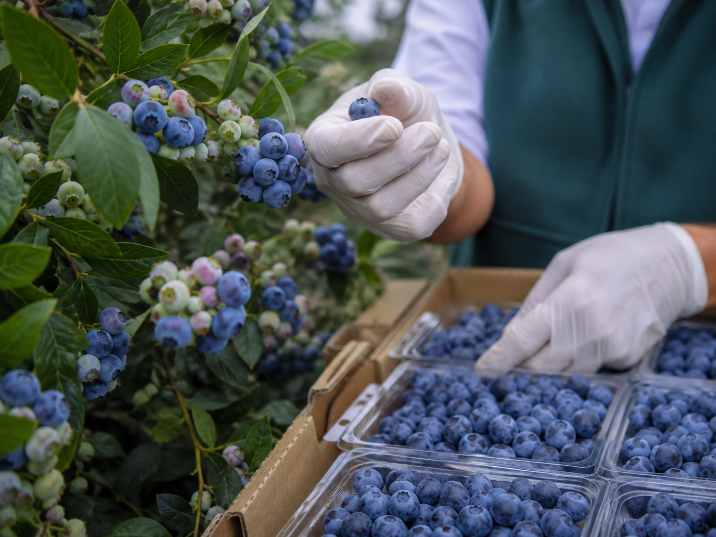 Premium blueberries creating higher value per hectare and cubic metre of water